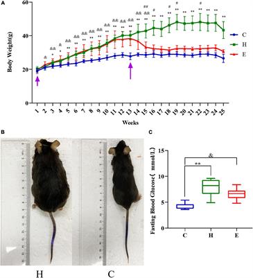 Effect of empagliflozin on cytoskeletal repair in the hippocampus of obese mice